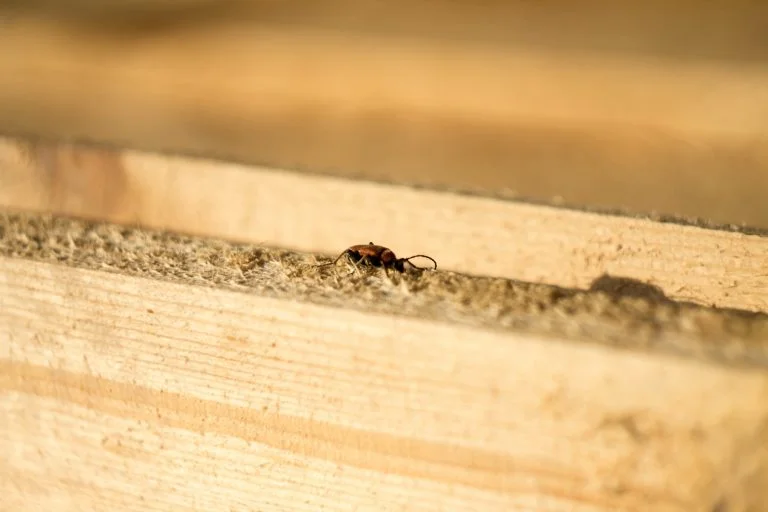 Early Warning Signs Of Termites